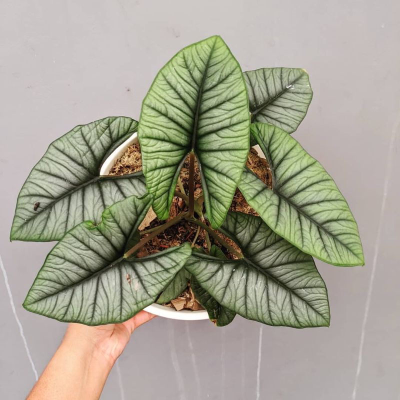 Jual Alocasia Bisma Silver Indukan Shopee Indonesia