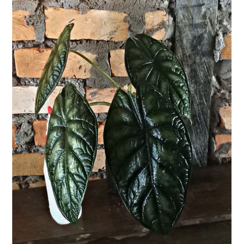 Jual Keladi Tengkorak Khas Kalimantan Alocasia Dragon Scale Termurah