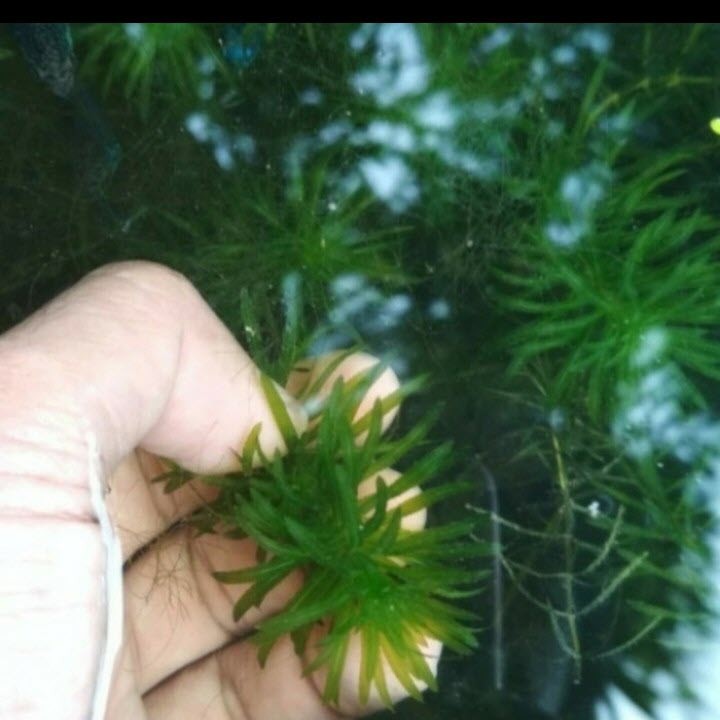 Jual Tanaman Aquascape Batang Ganggang Air Hydrilla Shopee