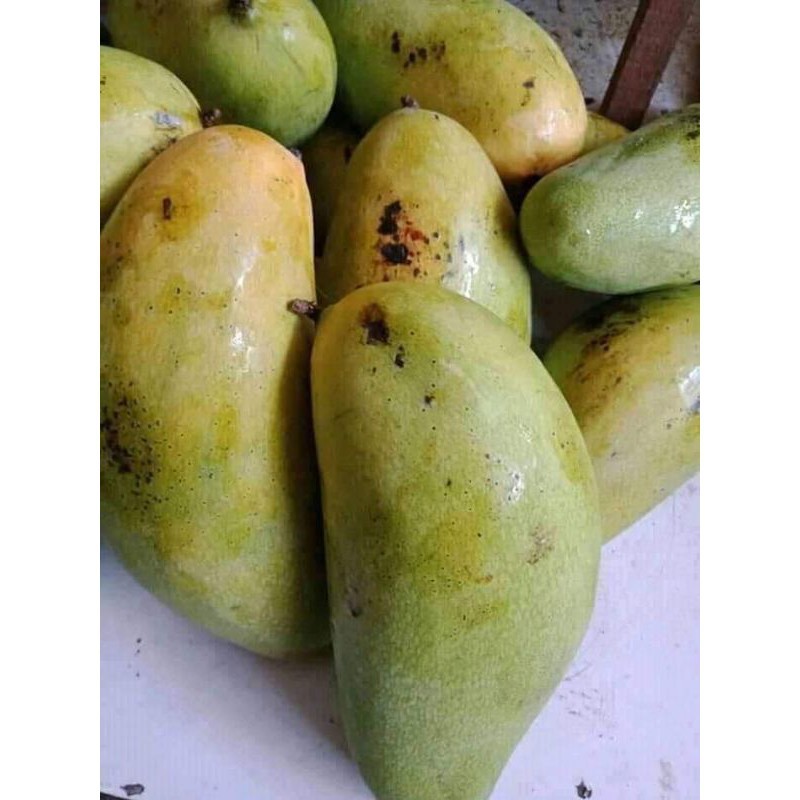 Jual Buah Mangga Golek Kg Fresh Segar Pasar Online Makassar Shopee