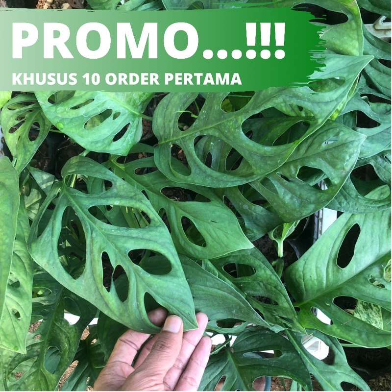 Jual Tanaman Hias JANDA BOLONG JANBOL MONSTERA ADANSONII ACUMINATA