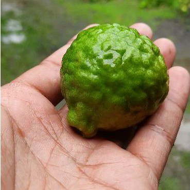 Jual Buah Jeruk Purut Segar Harga Per Biji Ya Kaka Shopee Indonesia