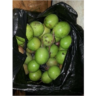 Jual PRODUK TERBAIK BUAH PENGUSIR TIKUS BUAH SIMPALAK BINTARO ATAU BUAH