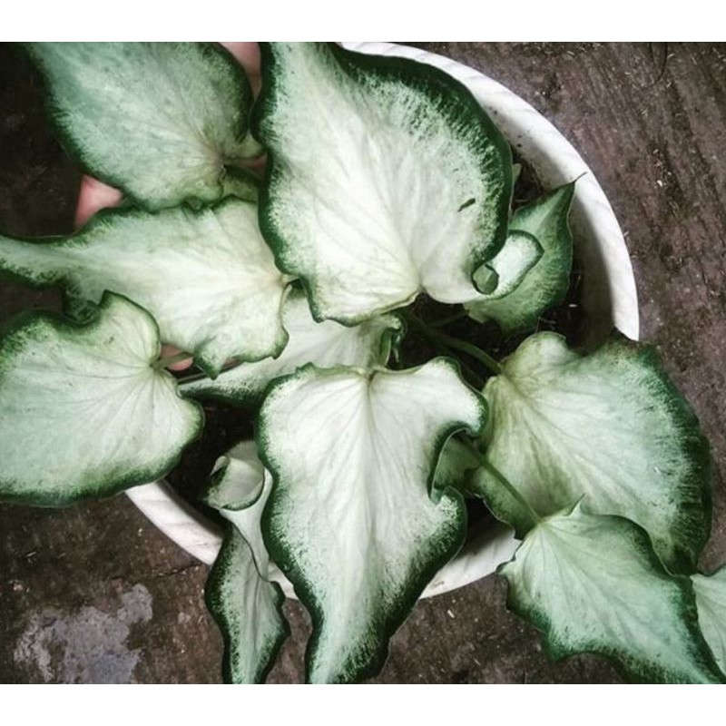 Jual Keladi Caladium White Knight Khusus Pulau Jawa Shopee Indonesia