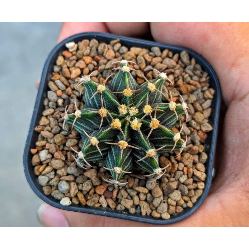 Jual Kaktus Gymnocalycium Hybrid LB2178 X Black Pearl Shopee Indonesia