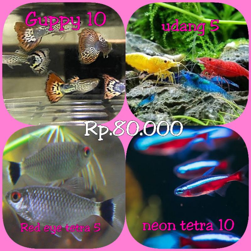 Jual Paket Ikan Hias Aquascape Air Tawar Ekor Guppy Neon Tetra