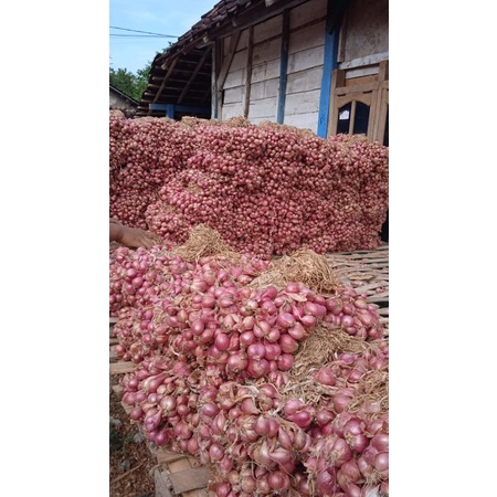 Jual Bibit Bawang Merah Jenis Tajuk Tailan Nganjuk Askip Umur Bulan