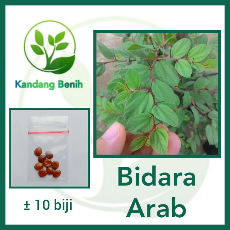 Jual 10 Biji Benih Bidara Arab Super Benih Unggul Bidara Arab Asli