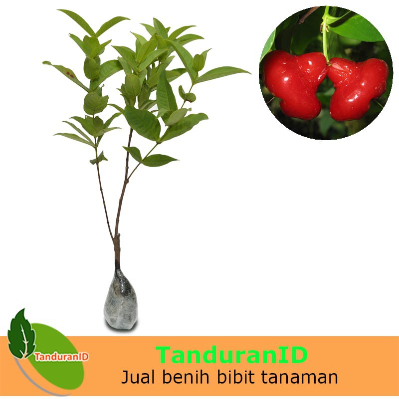 Jual Tanaman Buah Jambu Air Kancing Shopee Indonesia