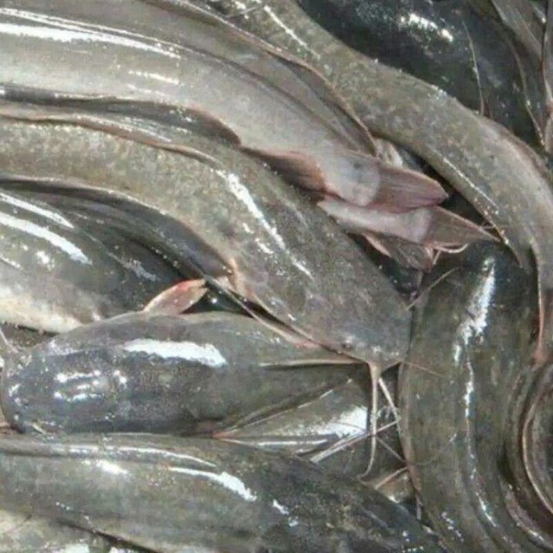 Jual Ikan Lele Segar Fresh Rejo Lele Dari Kolam Pak Bud Shopee Indonesia