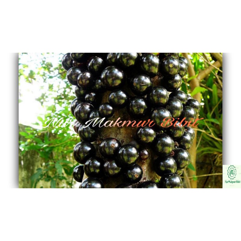 Jual Bibit Tanaman Anggur Brazil Jaboticaba Shopee Indonesia