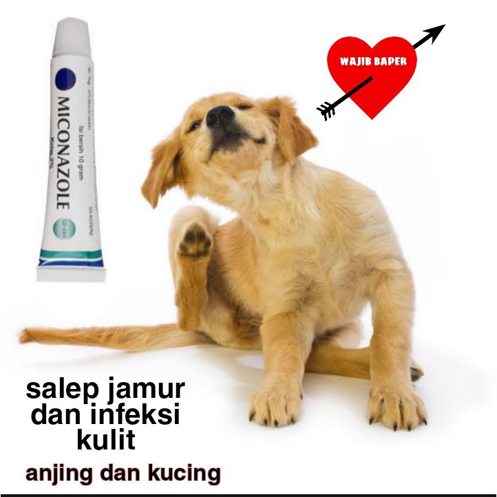 Jual Salep Jamur Dan Infeksi Kulit Anjing Kucing Shopee Indonesia