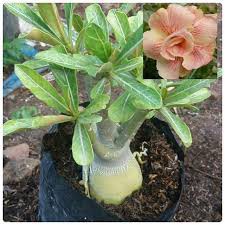 Jual Tanaman Hias Kamboja Jepang Adenium Bunga Tumpuk Shopee Indonesia