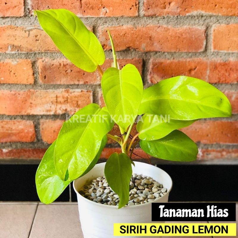 Jual Tanaman Hias Sirih Gading Lemon Tanaman Sirih Gading Centong