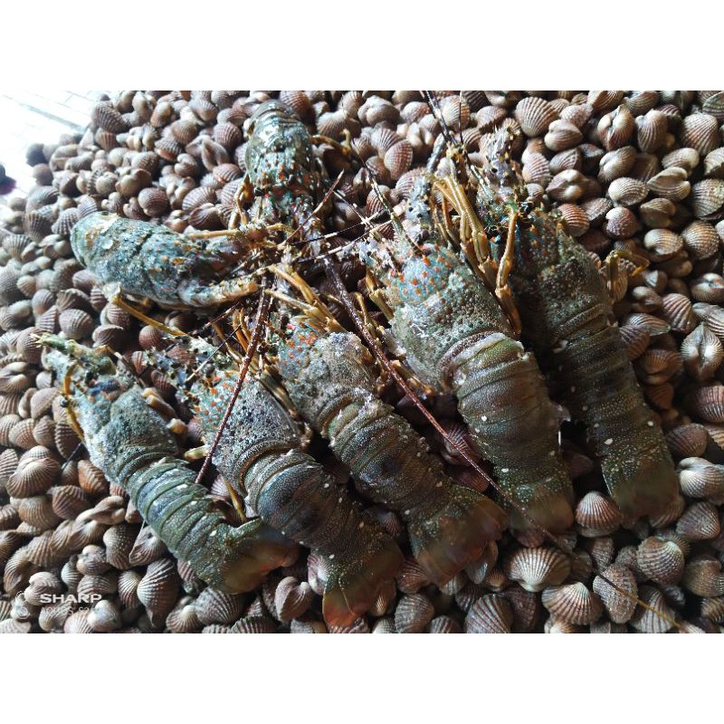 Jual Lobster Laut Jenis Pasir Shopee Indonesia