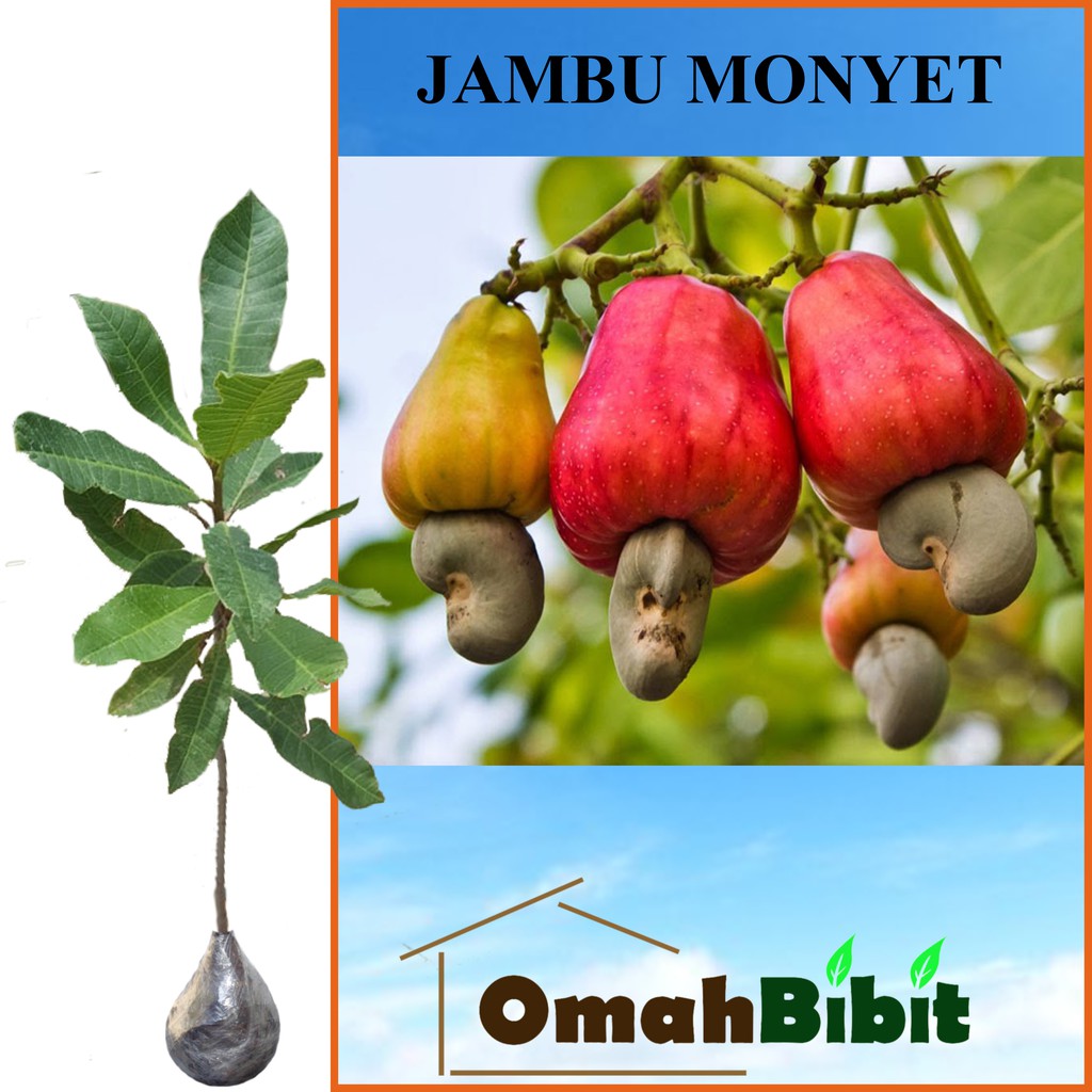 Jual Tanaman Jambu Monyet Tinggi Cm Shopee Indonesia