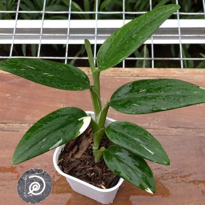 Jual Tanaman Hias Langka Monstera Standleyana Variegata Tinalaliita