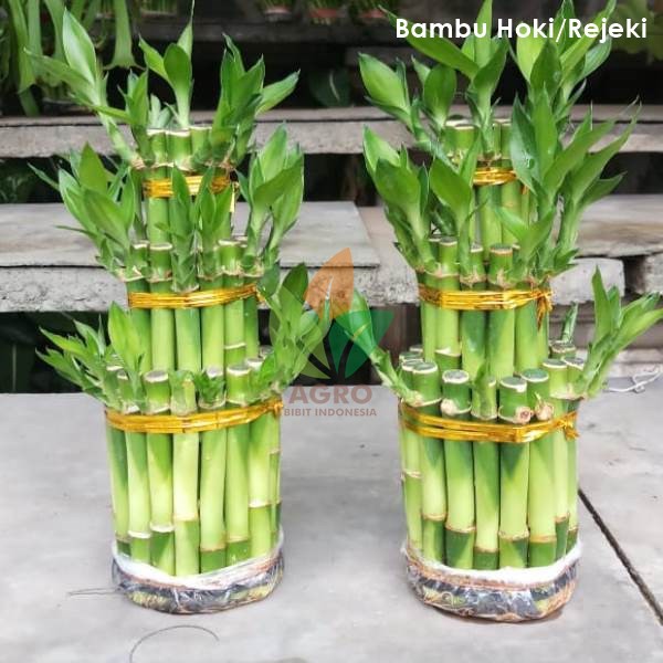 Jual Tanaman Hias Bambu Cina Hoki Tingkat 3 Shopee Indonesia