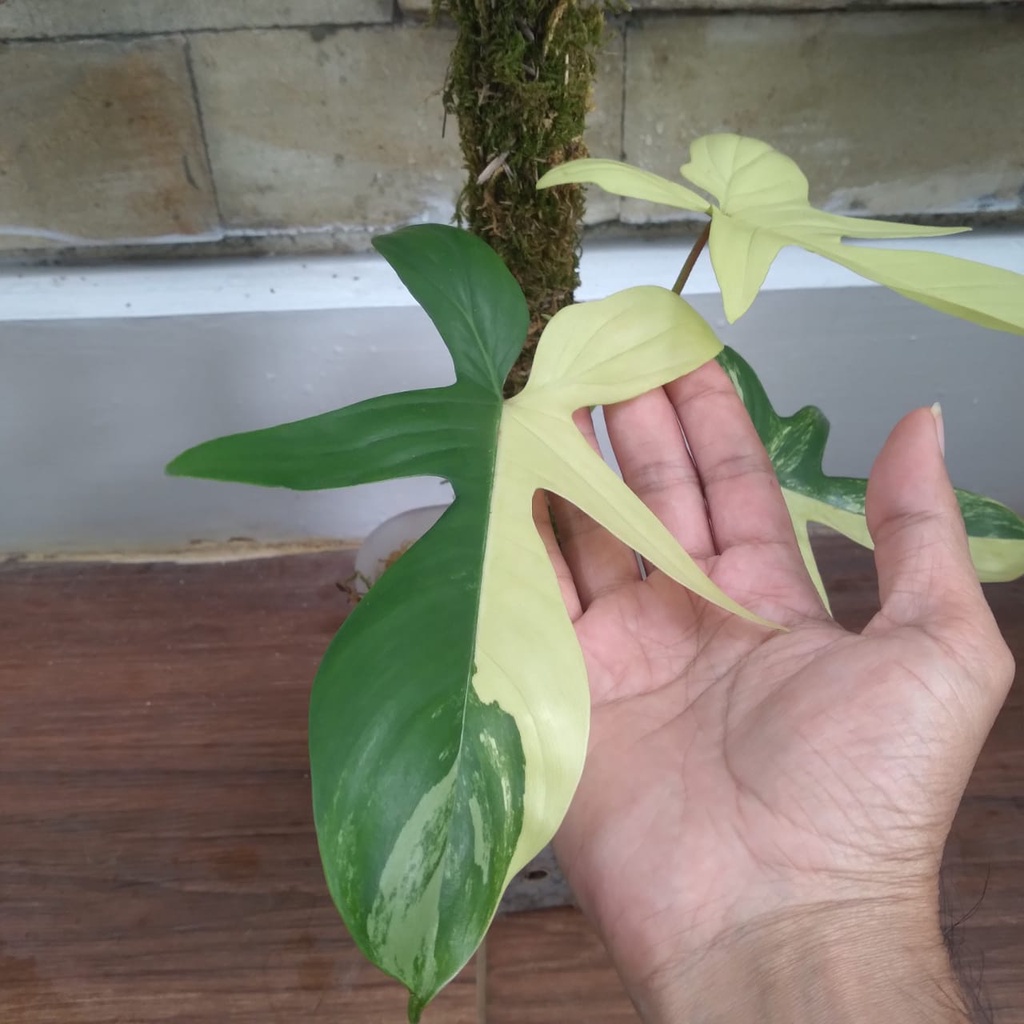 Jual Tanaman Hias Philodendron Philo Florida Beauty Variegata 3 Daun DI