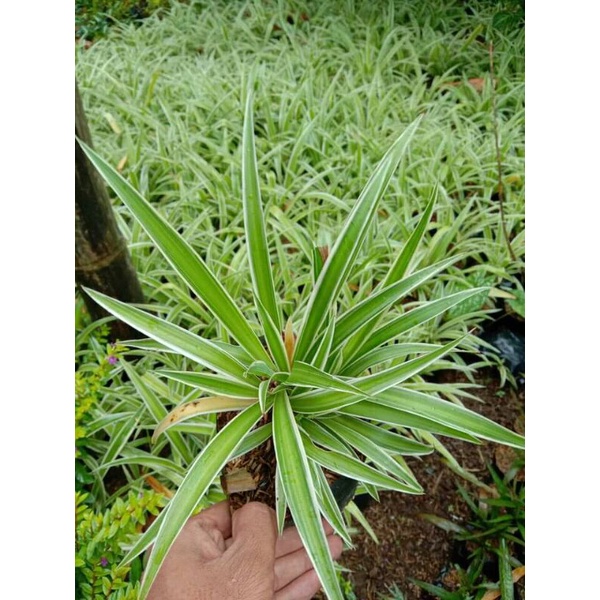 Jual Tanaman Hias Lily Paris Umbi Spider Plant Shopee Indonesia