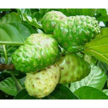 Jual 5 Buah Pace Mengkudu Untuk Obat Shopee Indonesia