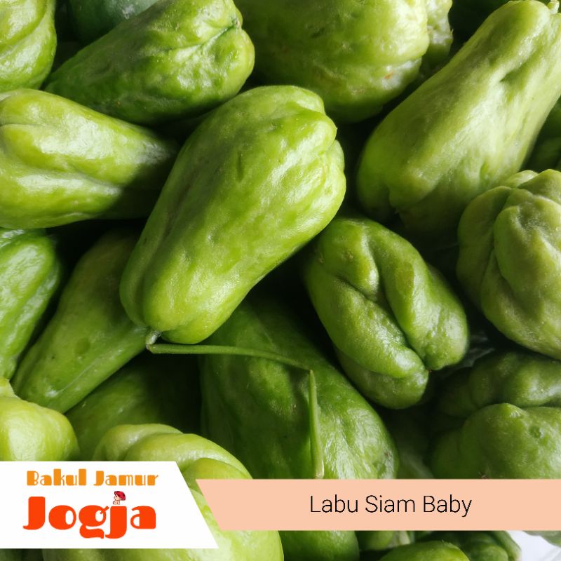 Jual Labu Siam Baby Jipang Baby Gram Shopee Indonesia