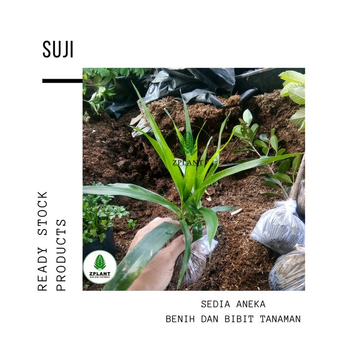 Jual Bibit Pohon Daun Suji Tanaman Pandan Betawi Wangi Herbal Pewarna