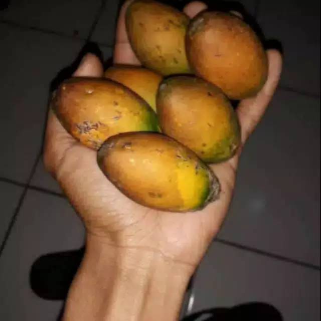 Jual Pinang Jambe Tua 1kg Buah Pinang Tua Asli Shopee Indonesia