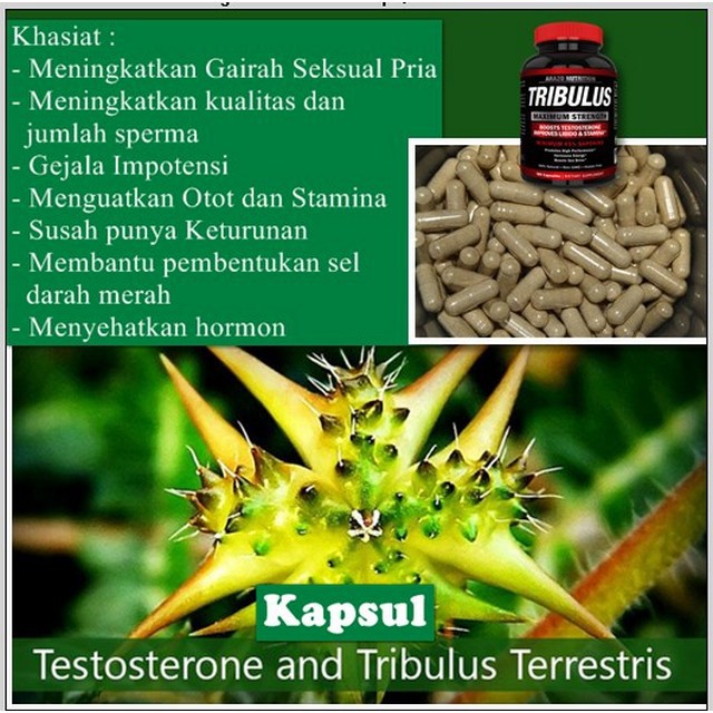 Jual Kapsul Tribulus Obat Jamu Herbal Testoterone And Terrestris