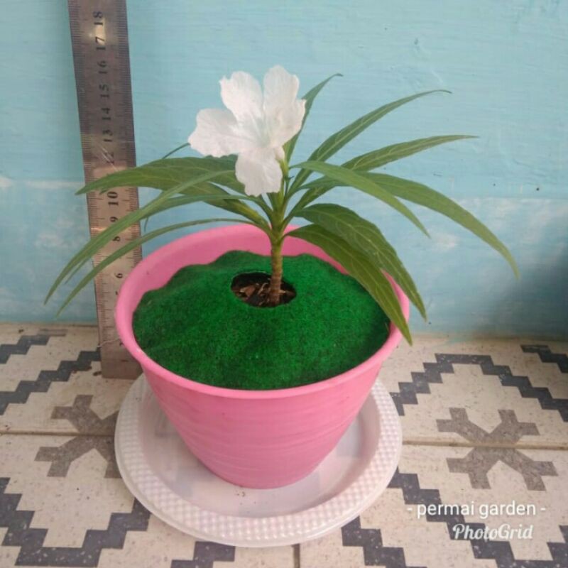 Jual Tanaman Hias Indoor Ruellia Putih Kencana Putih Shopee Indonesia