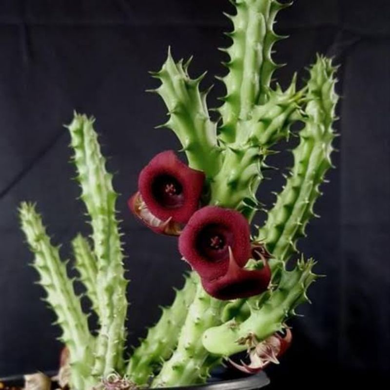 Jual Kaktus Huernia Schneideriana Red Dragon Shopee Indonesia