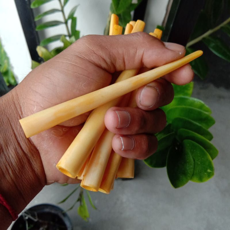 Jual ONCE TULANG SAPI BULAT KUNING MIRIP GADING RASA GURIH Shopee