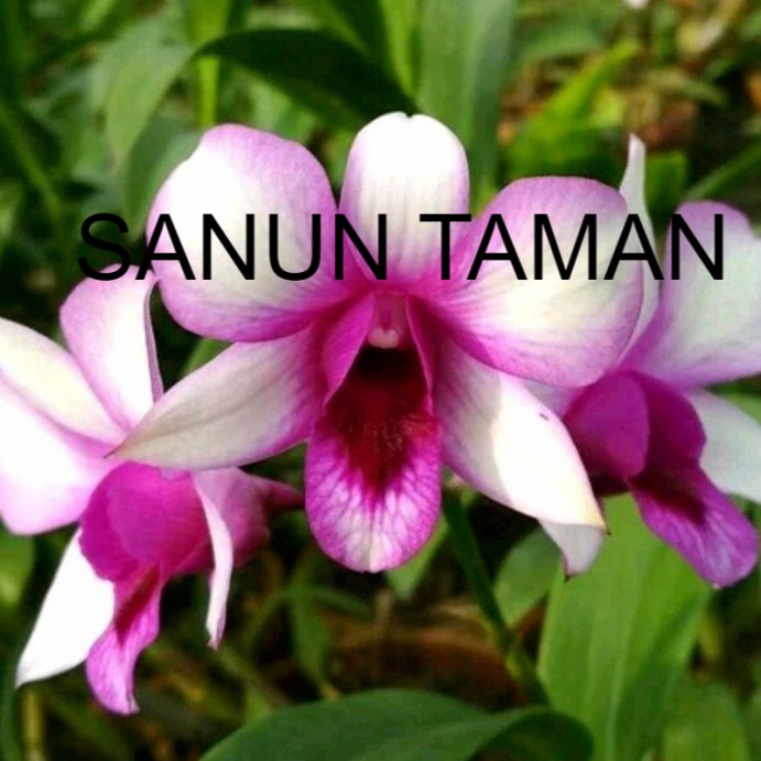 Jual Pohon Anggrek Dendrobium Hawai Fancy Dewasa Siap Spike Bunga