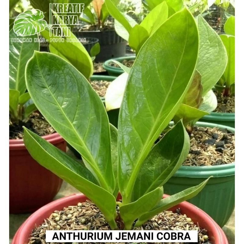 Jual Anthurium Jemani Cobra Anturium Kobra Shopee Indonesia