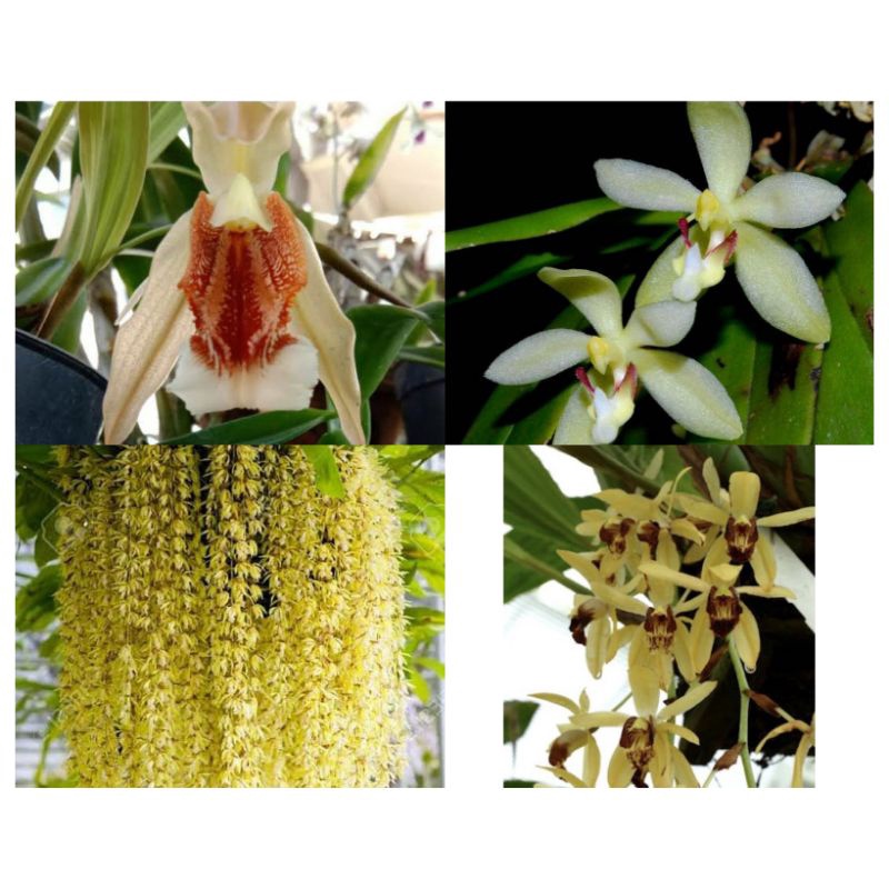 Jual Paket Anggrek Coelogyne Jenis Bonus Shopee Indonesia