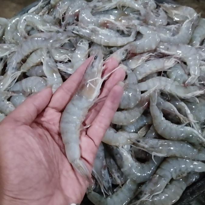 Jual Wajib Baca Deskripsi Ready Udang Vaname Segar Kg Kg