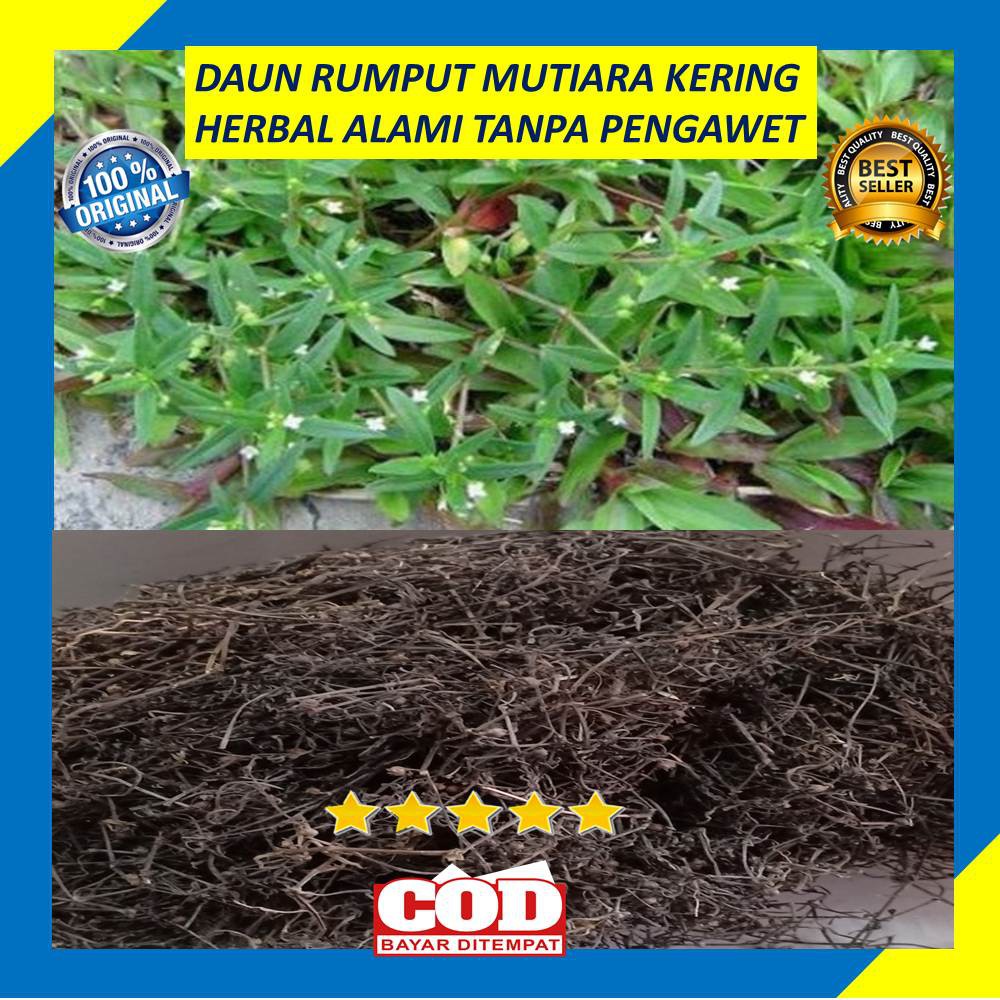 Jual Daun Rumput Mutiara Kering 100 Gram Tanaman Lidah Ular Obat Herbal