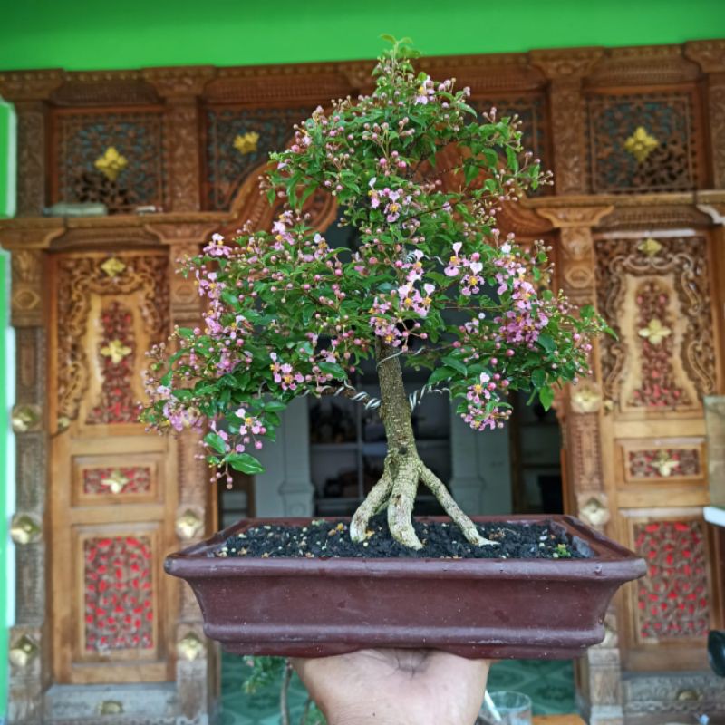 Jual Bonsai Sakura Mikro Berbunga Siap Panjang Istimewa Shopee Indonesia