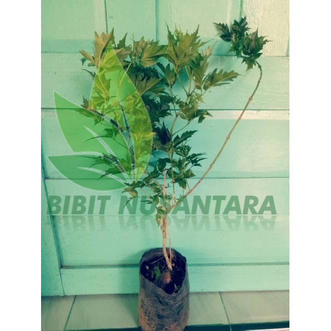 Jual Asli Bibit Tanaman Pohon Kayu Cendana Ntt Siap Tanam Shopee