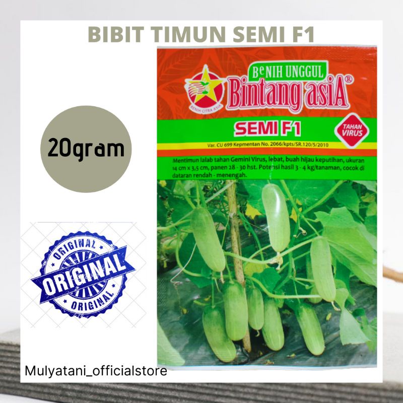 Jual Benih Bibit Timun Lalap Semi F1 20Gram Original Bintang Asia Bibit