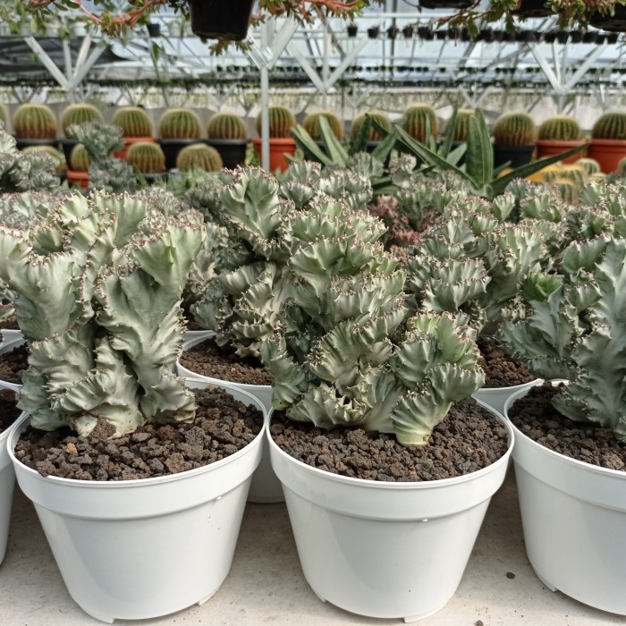 Jual Euphorbia Lactea White Ghost Cristata Kaktus Sukulen Tanaman Hias