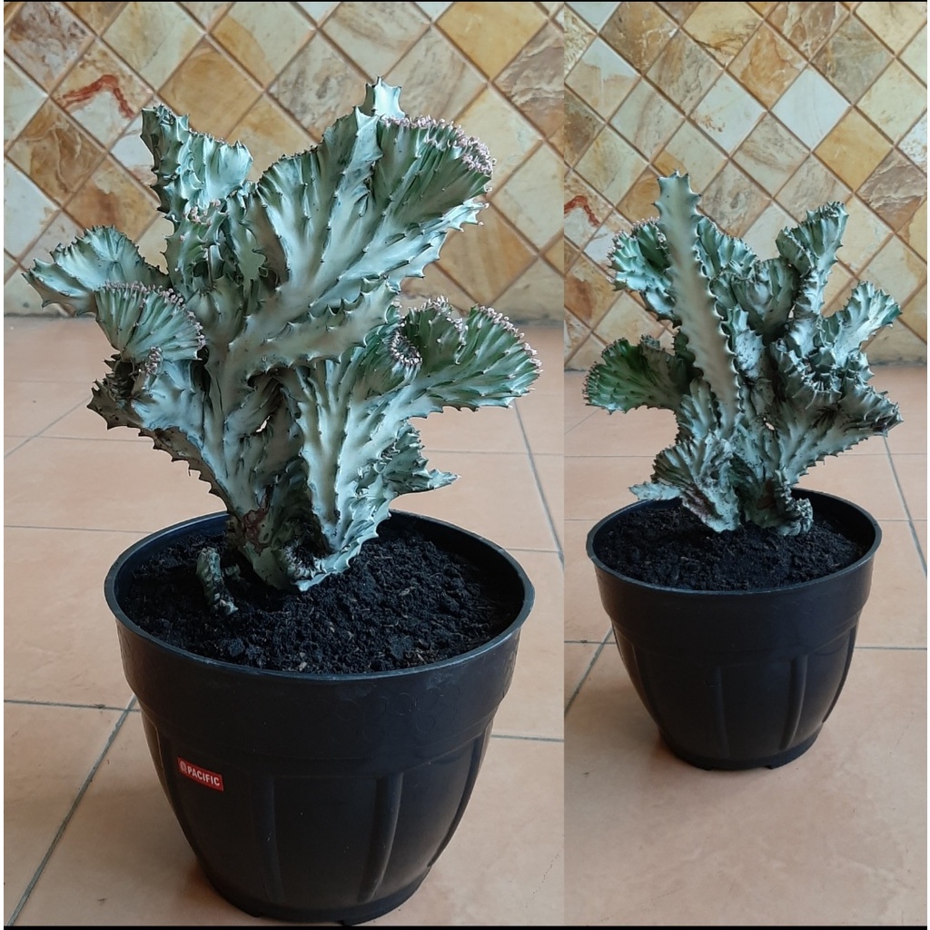 Jual Kaktus Jumbo Euphorbia Lactea Cristata Silver Shopee Indonesia