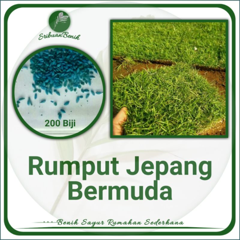 Jual Butir Lebih Benih Rumput Jepang Bermuda Grass Seed Scotts Usa