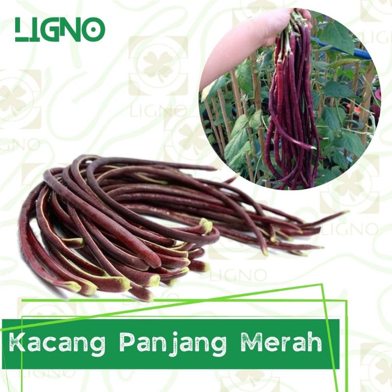 Jual Benih KACANG PANJANG MERAH Isi 20 Biji Bibit Sayur Shopee