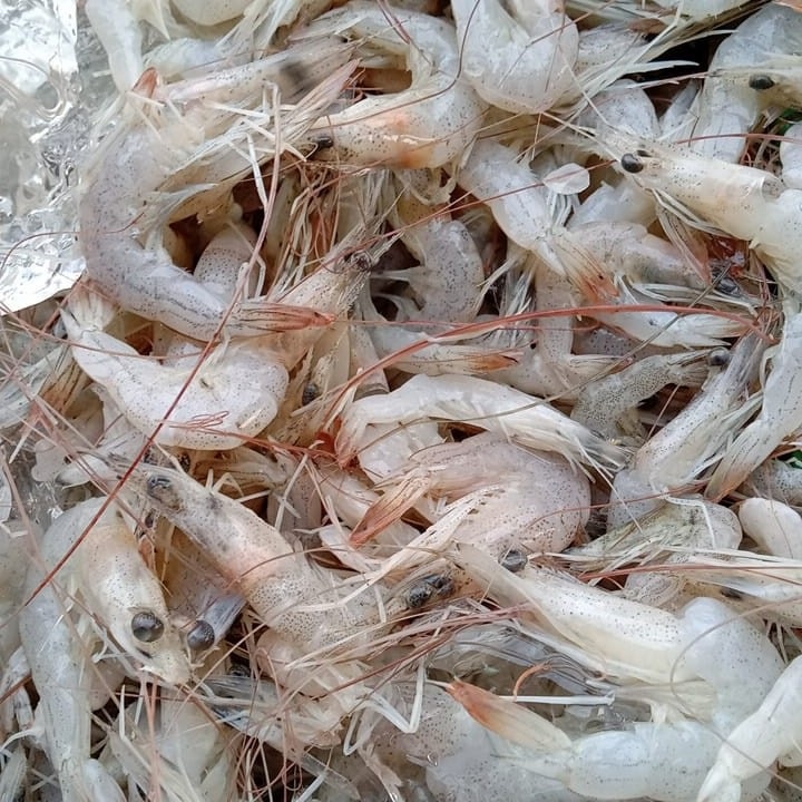 Jual Udang Vaname Udang Peci Laut Segar Size Sedang Gr Kg