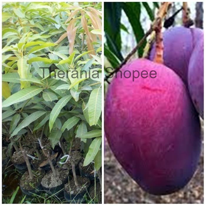 Jual Bibit Mangga Irwin Australia Mangga Ungu Shopee Indonesia