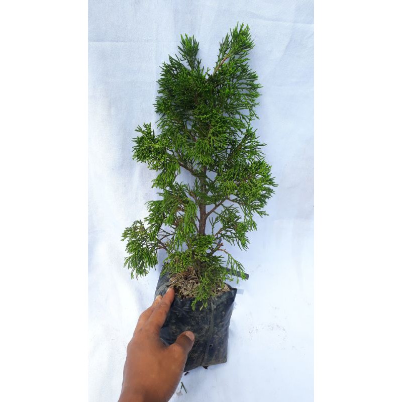 Jual Bahan Bonsai Cemara Sinensis Juniperus Sinensis Cemara China