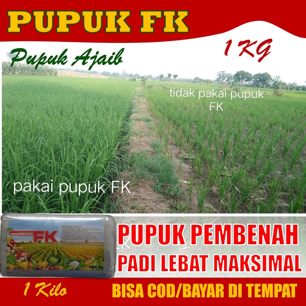 Jual Pupuk Organik Fk Pelebat Padi Terbaik Kg Pupuk Padi Sawah Hasil