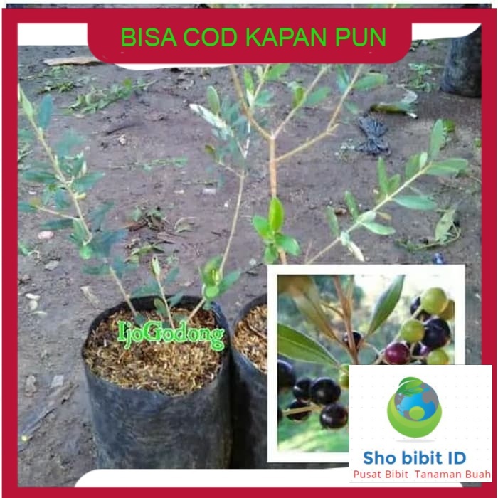 Jual Bibit Biji Benih Tanaman Buah Bibit Tanaman Zaitun Tambulampot