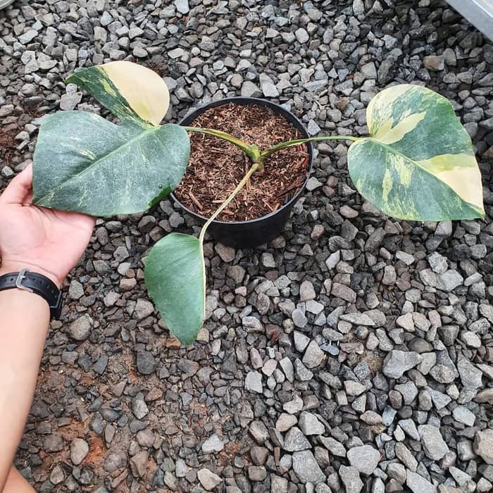 Jual Tanaman Hias Monstera Marmorata Shopee Indonesia